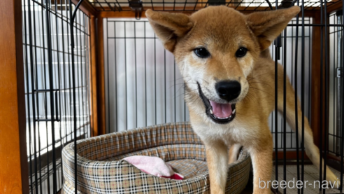 成約済の岡山県の柴犬-239392の5枚目