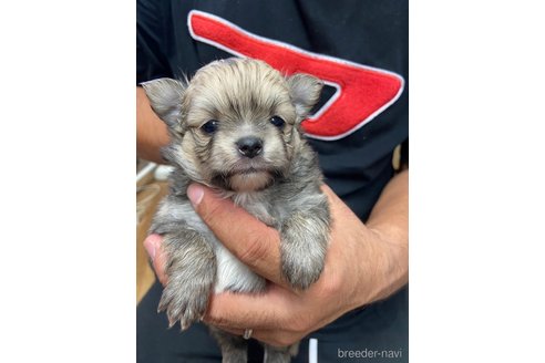 成約済の静岡県のポメチワ:ポメラニアン×チワワ-255982の1枚目