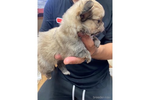 成約済の静岡県のポメチワ:ポメラニアン×チワワ-255982の2枚目