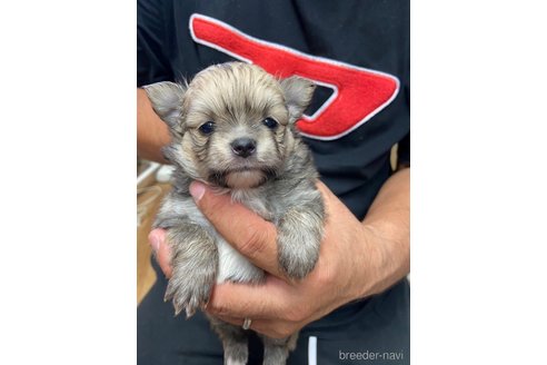 成約済の静岡県のポメチワ:ポメラニアン×チワワ-255982の3枚目