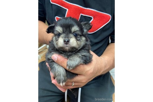 成約済の静岡県のポメチワ:ポメラニアン×チワワ-255984の2枚目