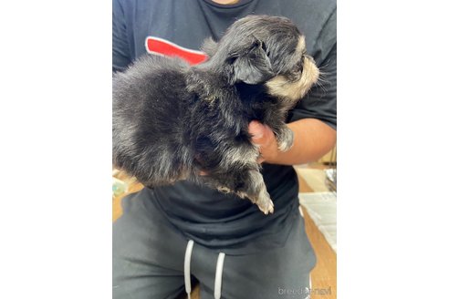 成約済の静岡県のポメチワ:ポメラニアン×チワワ-255984の3枚目