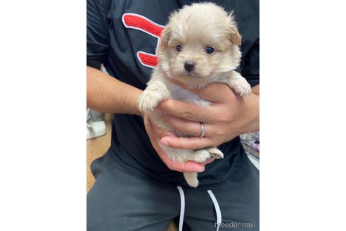 成約済の静岡県のポメチワ:ポメラニアン×チワワ-255985の2枚目