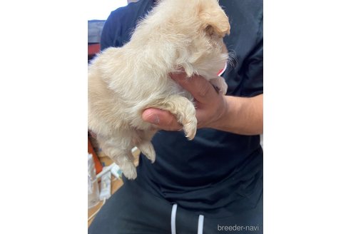 成約済の静岡県のポメチワ:ポメラニアン×チワワ-255985の3枚目