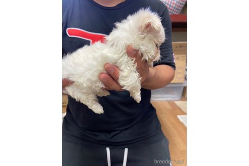 成約済の静岡県のマルチーズ-255996の2枚目