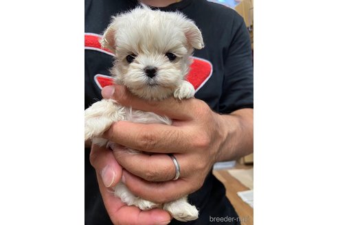 成約済の静岡県のマルチーズ-255996の3枚目