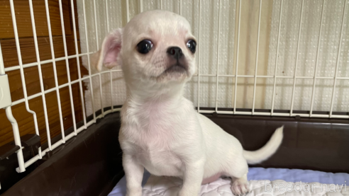 成約済の栃木県のミックス犬-253577の1枚目
