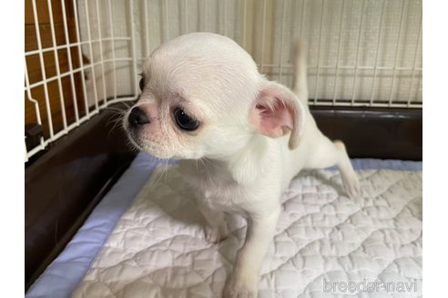 成約済の栃木県のミックス犬-253577の5枚目