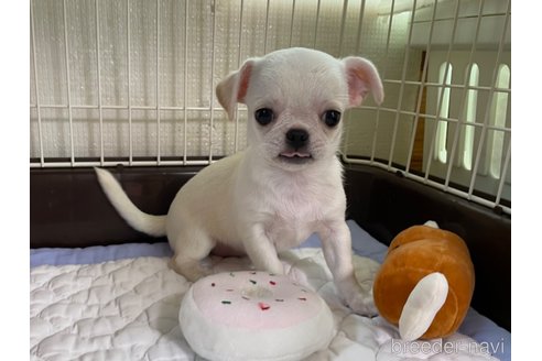 成約済の栃木県のミックス犬-253577の6枚目