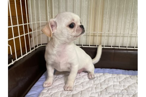 成約済の栃木県のミックス犬-253577の2枚目