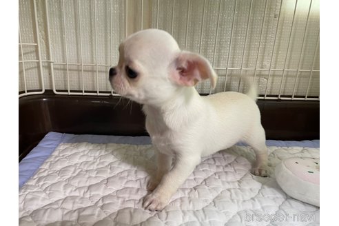 成約済の栃木県のミックス犬-253577の3枚目
