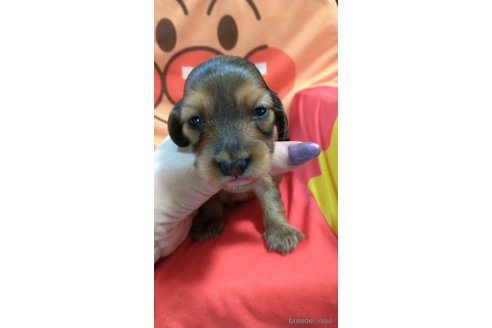 成約済の福岡県のカニンヘンダックスフンド(ロングヘアード)-254339の6枚目