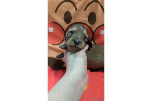 成約済の福岡県のカニンヘンダックスフンド(ロングヘアード)-254338の5枚目