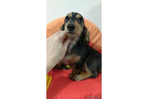 成約済の福岡県のミニチュアダックスフンド(ロングヘアード)-233908の2枚目