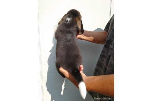 成約済の栃木県のビーグル-256100の5枚目