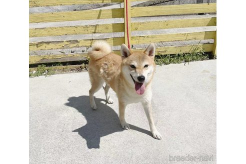 成約済の奈良県の柴犬-256109の2枚目