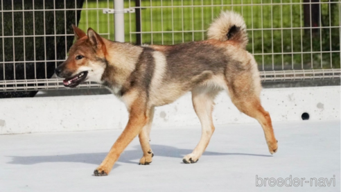 成約済の愛媛県の四国犬-256115の1枚目