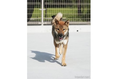 成約済の愛媛県の四国犬-256115の3枚目