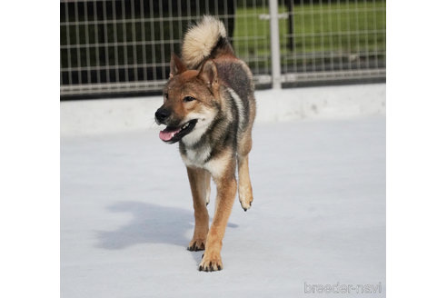 成約済の愛媛県の四国犬-256115の2枚目