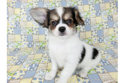 成約済の千葉県のミックス犬-249391の12枚目