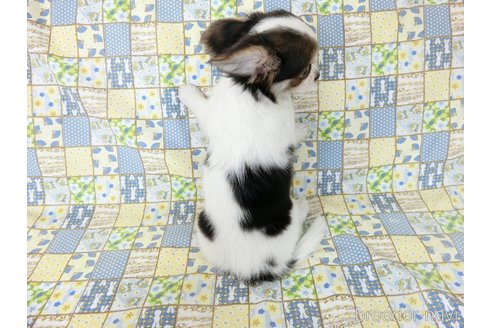 成約済の千葉県のミックス犬-249391の8枚目