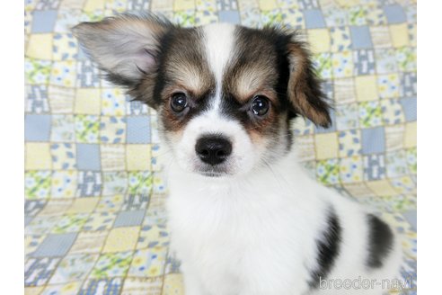 成約済の千葉県のミックス犬-249391の11枚目
