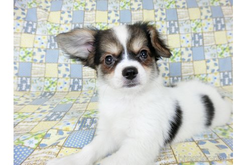 成約済の千葉県のミックス犬-249391の10枚目
