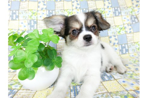 成約済の千葉県のミックス犬-249391の9枚目