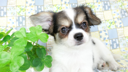 成約済の千葉県のミックス犬-249391の7枚目