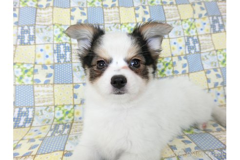 成約済の千葉県のミックス犬-249390の12枚目