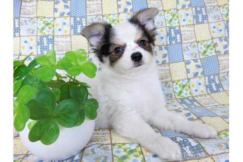 成約済の千葉県のミックス犬-249390の8枚目