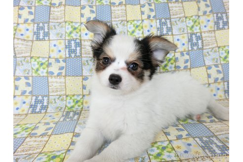 成約済の千葉県のミックス犬-249390の11枚目