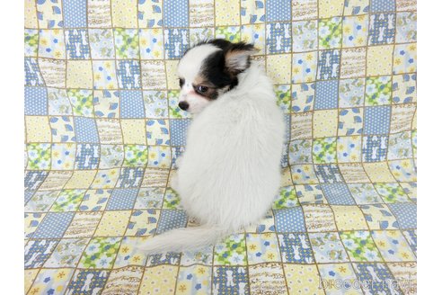 成約済の千葉県のミックス犬-249390の10枚目