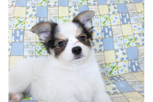 成約済の千葉県のミックス犬-249390の9枚目
