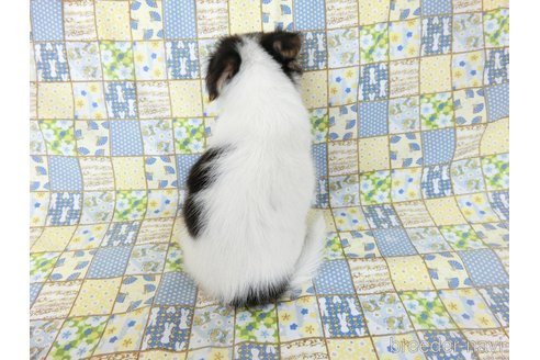 成約済の千葉県のミックス犬-249388の10枚目