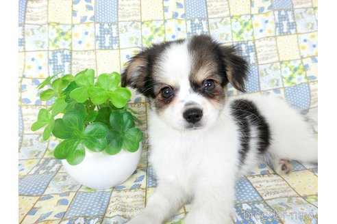 成約済の千葉県のミックス犬-249388の9枚目