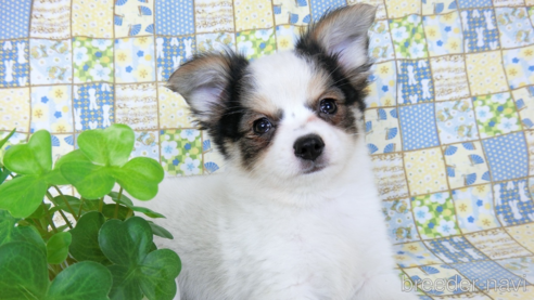 成約済の千葉県のミックス犬-249390の7枚目