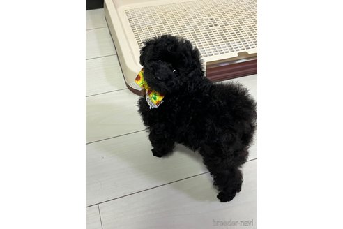 成約済の神奈川県のトイプードル-256145の22枚目