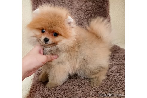 成約済の愛知県のポメラニアン-242561の5枚目