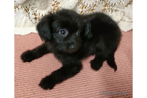 成約済の岐阜県のミックス犬-256162の2枚目