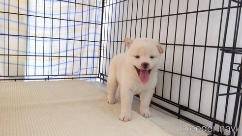 成約済の茨城県の柴犬-254371の1枚目