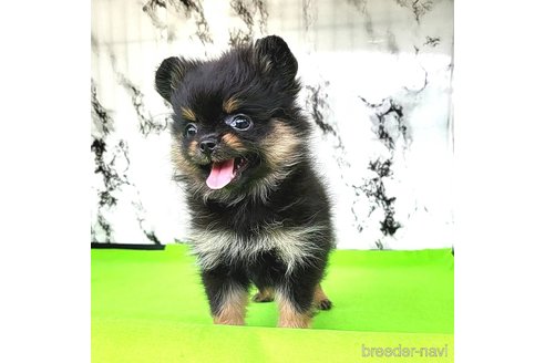 成約済の茨城県のポメラニアン-251780の18枚目