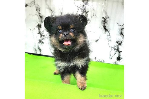 成約済の茨城県のポメラニアン-251780の17枚目