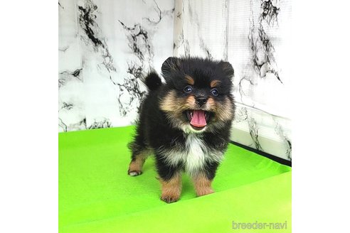 成約済の茨城県のポメラニアン-251775の7枚目
