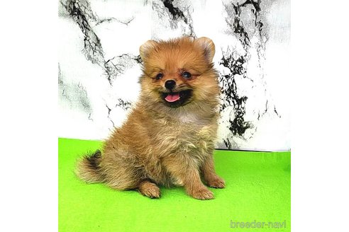 成約済の茨城県のポメラニアン-251770の42枚目