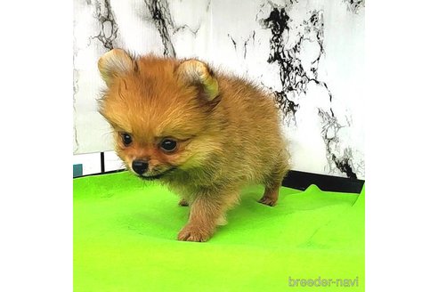 成約済の茨城県のポメラニアン-251770の41枚目