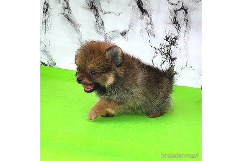 成約済の茨城県のポメラニアン-251766の45枚目