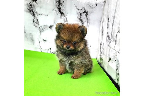 成約済の茨城県のポメラニアン-251766の42枚目