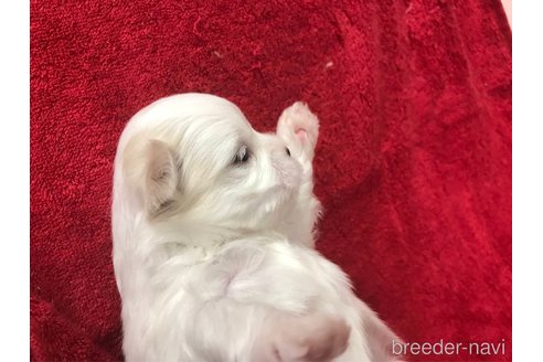 成約済の愛知県のマルチーズ-256194の5枚目