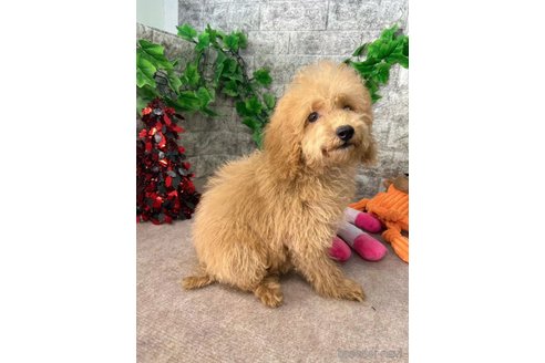 成約済の愛知県のトイプードル-256247